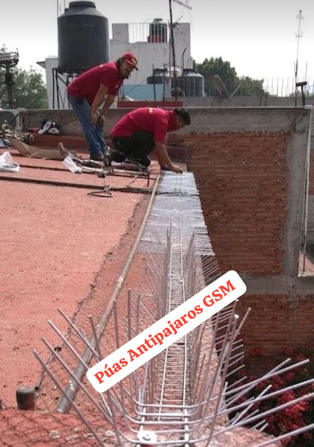 Instalación de púas Anti Palomas color plateado acabado natural 